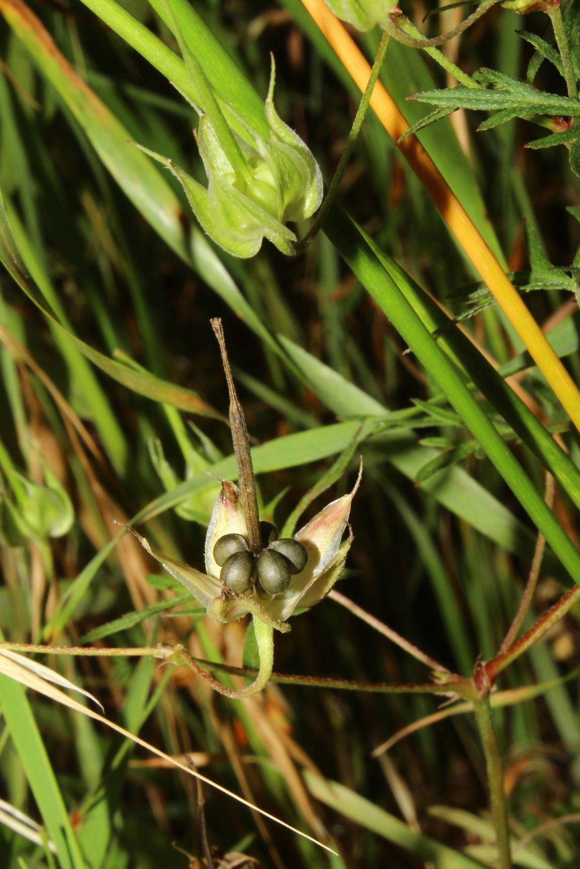 Geranium columbinum / Geranio colombino